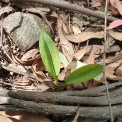 Chiloglottis reflexa (Short-clubbed Wasp Orchid) at Cotter River, ACT - 2 Feb 2022 by gregbaines