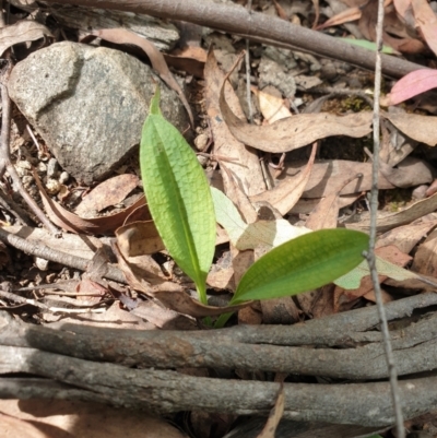 Chiloglottis reflexa (Short-clubbed Wasp Orchid) at Cotter River, ACT - 2 Feb 2022 by gregbaines