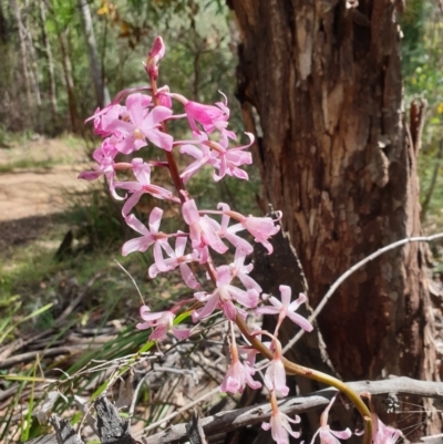 Dipodium roseum (Rosy Hyacinth Orchid) at Cotter River, ACT - 2 Feb 2022 by gregbaines