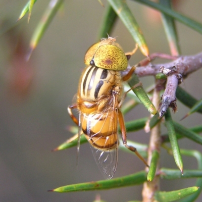 Eristalinus punctulatus (Golden Native Drone Fly) at Stromlo, ACT - 3 Feb 2022 by MatthewFrawley