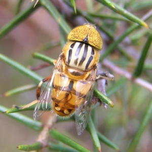 Eristalinus punctulatus at Stromlo, ACT - 3 Feb 2022