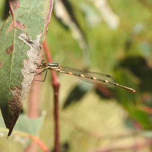 Austrolestes leda at Lions Youth Haven - Westwood Farm A.C.T. - 3 Feb 2022