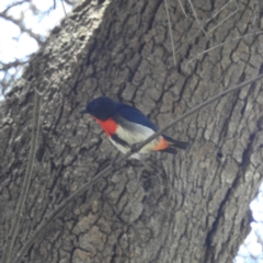 Dicaeum hirundinaceum (Mistletoebird) at Kambah, ACT - 3 Feb 2022 by HelenCross