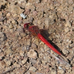 Diplacodes haematodes at Coree, ACT - 3 Feb 2022