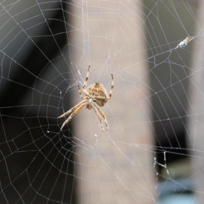 Backobourkia brounii (Broun's orb weaver) at Aranda, ACT - 30 Jan 2022 by rickkuhn