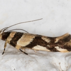 Macrobathra desmotoma ( A Cosmet moth) at Melba, ACT - 24 Nov 2021 by kasiaaus