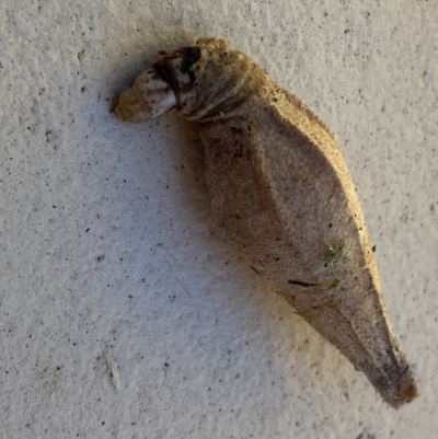 Hyalarcta nigrescens (Ribbed Case Moth) at Jerrabomberra, NSW - 3 Feb 2022 by Steve_Bok