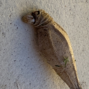 Hyalarcta nigrescens at Jerrabomberra, NSW - 3 Feb 2022