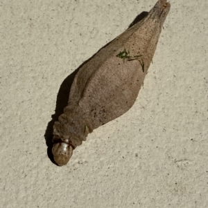 Hyalarcta nigrescens at Jerrabomberra, NSW - 3 Feb 2022