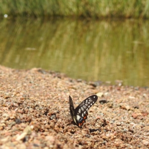 Papilio anactus at Kambah, ACT - 3 Feb 2022