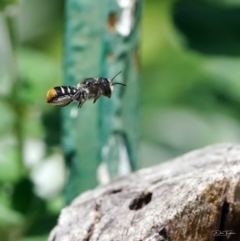 Megachile (Hackeriapis) oblonga (A Megachild bee) at Page, ACT - 3 Feb 2022 by DonTaylor