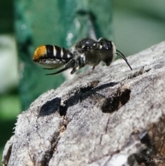 Megachile (Hackeriapis) oblonga at Page, ACT - 3 Feb 2022