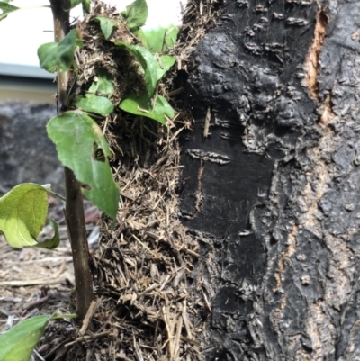 Papyrius nitidus (Shining Coconut Ant) at Gordon, ACT - 3 Feb 2022 by LisaB