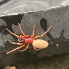 Dysdera crocata (Slater-eating Spider) at Campbell, ACT - 31 Jan 2022 by SilkeSma