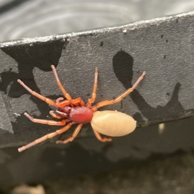 Dysdera crocata (Slater-eating Spider) at Campbell, ACT - 1 Feb 2022 by SilkeSma
