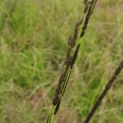 Sporobolus creber (Slender Rat's Tail Grass) at The Pinnacle - 27 Jan 2022 by pinnaCLE