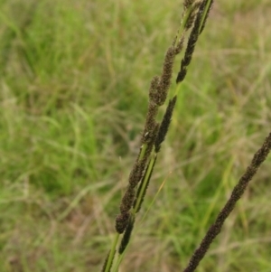 Sporobolus creber at Hawker, ACT - 28 Jan 2022 09:56 AM