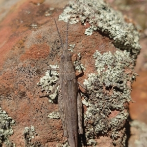 Coryphistes ruricola at Nicholls, ACT - 3 Feb 2022 01:52 PM