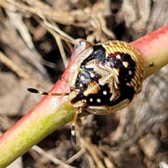 Anischys sp. (genus) (Unidentified Anischys bug) at Molonglo Valley, ACT - 3 Feb 2022 by trevorpreston