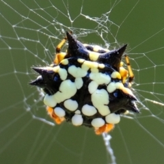 Austracantha minax (Christmas Spider, Jewel Spider) at Woodstock Nature Reserve - 3 Feb 2022 by Kurt