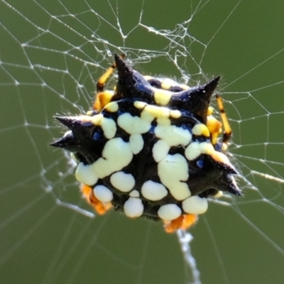 Austracantha minax (Christmas Spider, Jewel Spider) at Stromlo, ACT - 3 Feb 2022 by Kurt