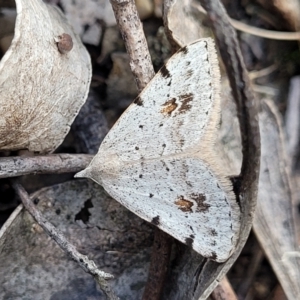 Dichromodes estigmaria at Molonglo Valley, ACT - 3 Feb 2022 05:03 PM