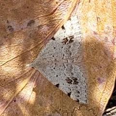 Dichromodes estigmaria at Molonglo Valley, ACT - 3 Feb 2022