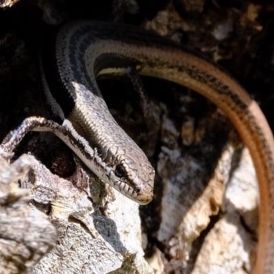 Morethia boulengeri (Boulenger's Skink) at Stromlo, ACT - 3 Feb 2022 by Kurt