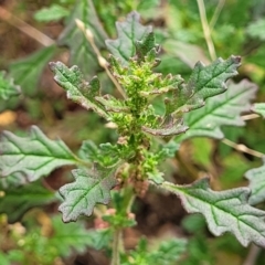 Dysphania pumilio (Small Crumbweed) at Molonglo Valley, ACT - 3 Feb 2022 by tpreston