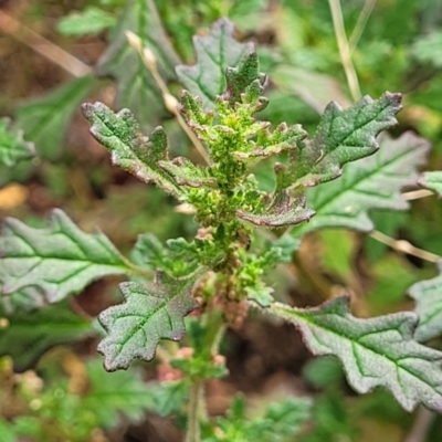 Dysphania pumilio (Small Crumbweed) at Molonglo Valley, ACT - 3 Feb 2022 by trevorpreston