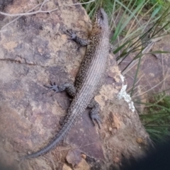 Egernia cunninghami (Cunningham's Skink) at Coree, ACT - 3 Feb 2022 by Kurt