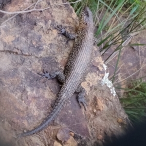 Egernia cunninghami at Coree, ACT - 3 Feb 2022