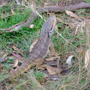 Pogona barbata at Coree, ACT - 3 Feb 2022