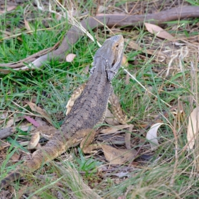 Pogona barbata (Eastern Bearded Dragon) at Woodstock Nature Reserve - 3 Feb 2022 by Kurt