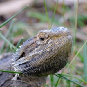 Pogona barbata at Coree, ACT - 3 Feb 2022