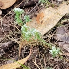 Poranthera microphylla at Molonglo Valley, ACT - 3 Feb 2022