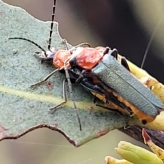 Chauliognathus tricolor (Tricolor soldier beetle) at Molonglo Valley, ACT - 3 Feb 2022 by tpreston