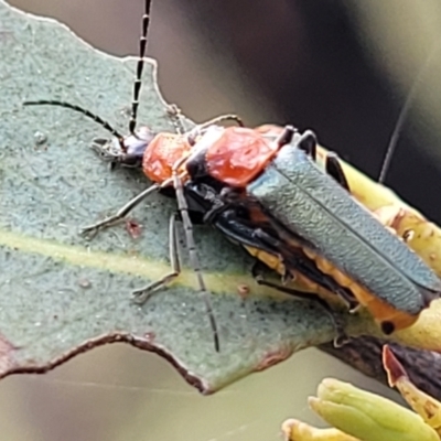Chauliognathus tricolor (Tricolor soldier beetle) at Molonglo Valley, ACT - 3 Feb 2022 by tpreston