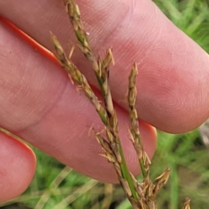 Lepidosperma laterale at Molonglo Valley, ACT - 3 Feb 2022