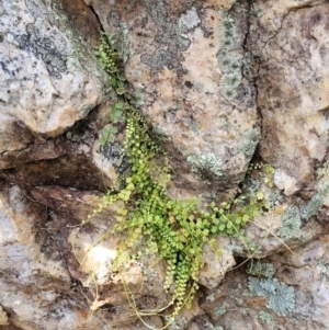 Asplenium flabellifolium at Molonglo Valley, ACT - 3 Feb 2022