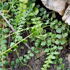 Asplenium flabellifolium at Molonglo Valley, ACT - 3 Feb 2022