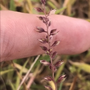 Tragus australianus at Hughes, ACT - 1 Feb 2022 09:37 AM