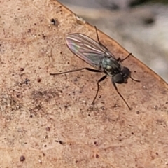 Unverified True fly (Diptera) - 1 Jan 1900 by trevorpreston