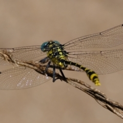 Austrogomphus australis (Inland Hunter) at Stromlo, ACT - 3 Feb 2022 by Kurt