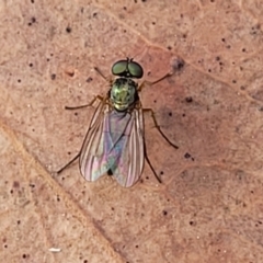 Dolichopodidae (family) (Unidentified Long-legged fly) at Molonglo Valley, ACT - 3 Feb 2022 by trevorpreston