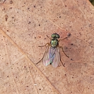 Dolichopodidae (family) at Molonglo Valley, ACT - 3 Feb 2022 04:29 PM