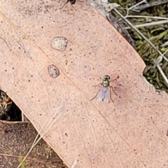 Dolichopodidae (family) at Molonglo Valley, ACT - 3 Feb 2022