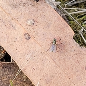 Dolichopodidae (family) at Molonglo Valley, ACT - 3 Feb 2022 04:29 PM