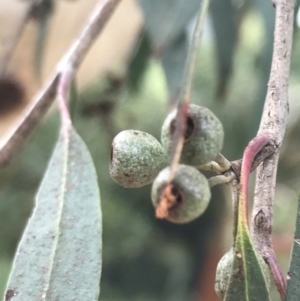 Eucalyptus radiata subsp. robertsonii at Phillip, ACT - 2 Feb 2022 11:50 AM