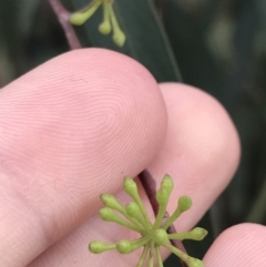 Eucalyptus radiata subsp. robertsonii at Phillip, ACT - 2 Feb 2022 11:50 AM